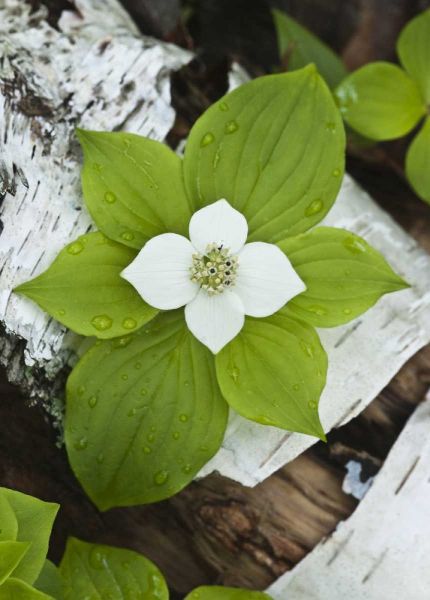 Maine, Acadia NP Bunchberry plant on log